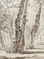 Klassische Baumstudie – Antiker Kunstdruck in sanften Sepiatönen: 30x40