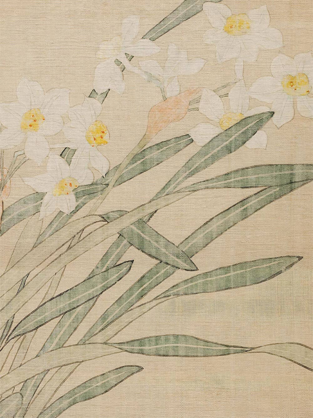 Botanischer Narzissen Kunstdruck: 30x40
