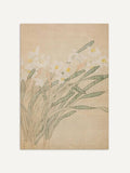 Botanischer Narzissen Kunstdruck: 30x40